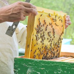 Honey extraction